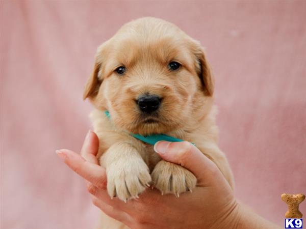 breeders Picture 3